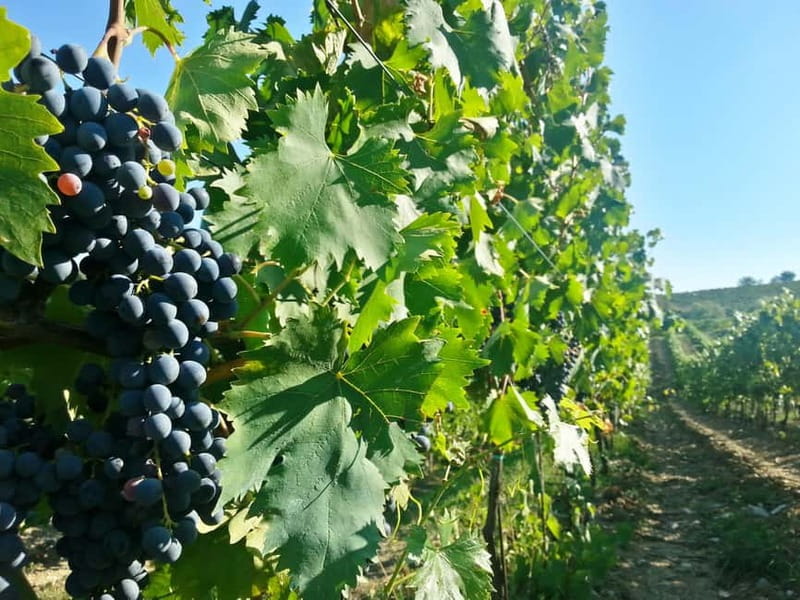 From Florence: Chianti Self-Guided Vespa Tour with Lunch - Who should book this Chianti Vespa day?