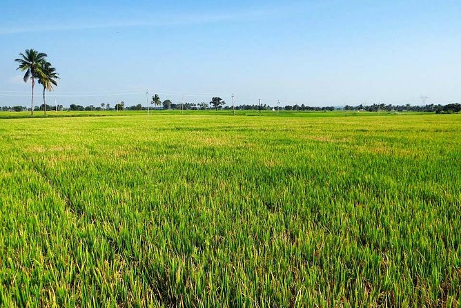 Hanoi Vespa Countryside Tour With Female Ao Dai Riders Half Day - Visiting the pagoda and temple area