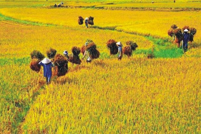 Hanoi Vespa Countryside Tour With Female Ao Dai Riders Half Day - Lunch, egg coffee, and the food side of the tour